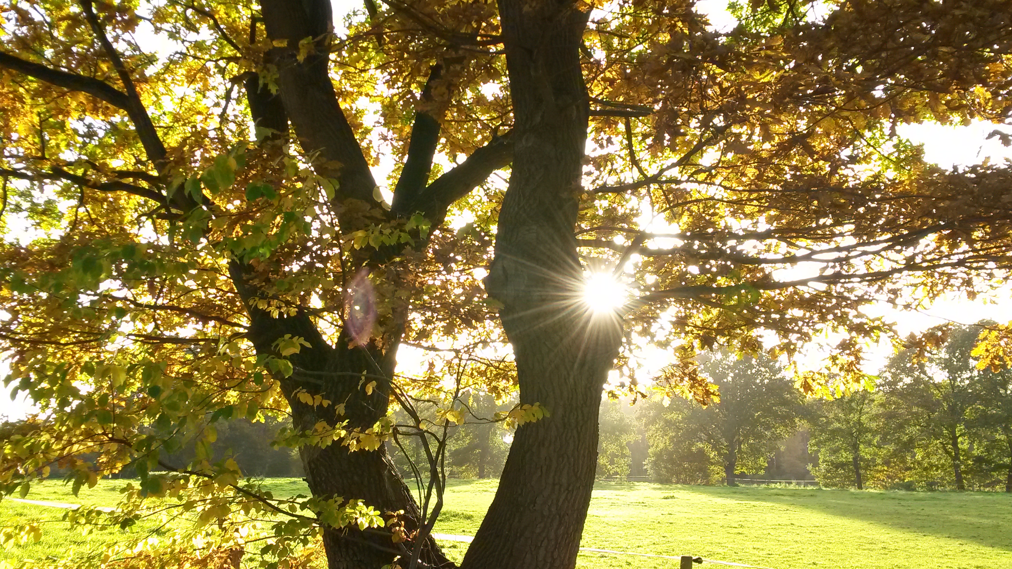 Gl&uuml;ck ist der wichtigste Sonnenstrahl des Tages